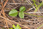 Sand ticktrefoil 